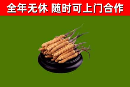 连云港烟酒回收冬虫夏草.jpg